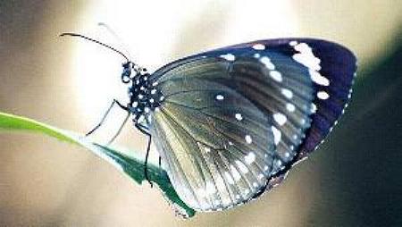 Euploea tulliolus