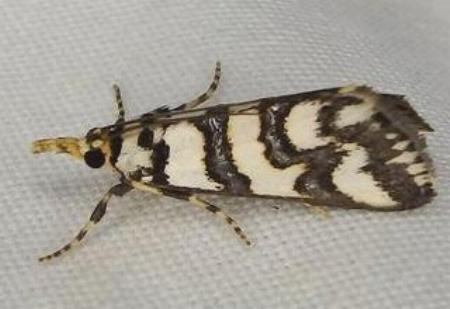 Hednotodes callichroa