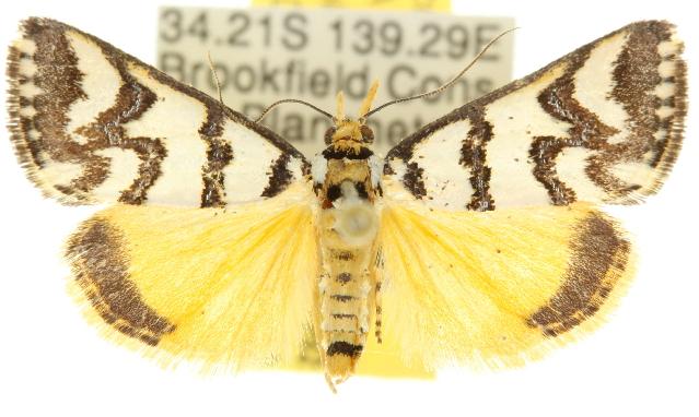 Hednotodes callichroa