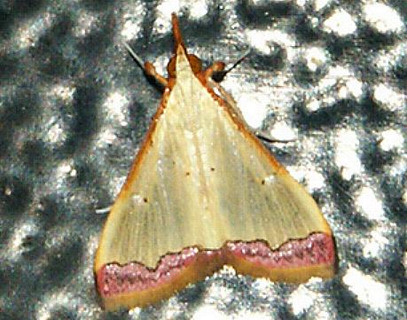 Autocharis hedyphaes