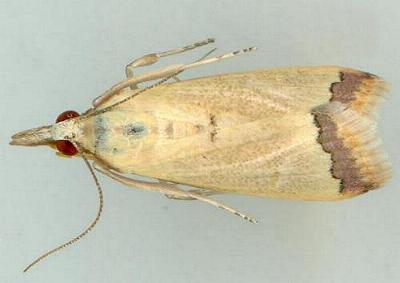 Autocharis mimetica