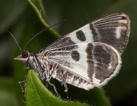 Phrataria bijugata