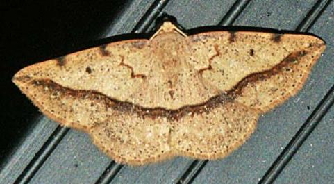 Taxeotis epigaea