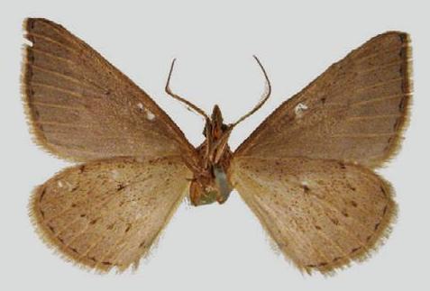 Dichromodes estigmaria