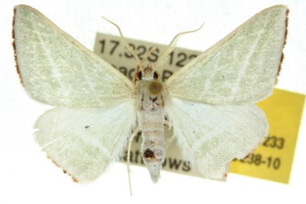 Oenochroma infantilis