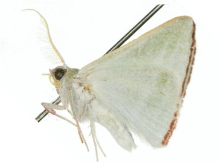 Oenochroma infantilis