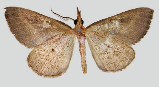 Dichromodes lechria