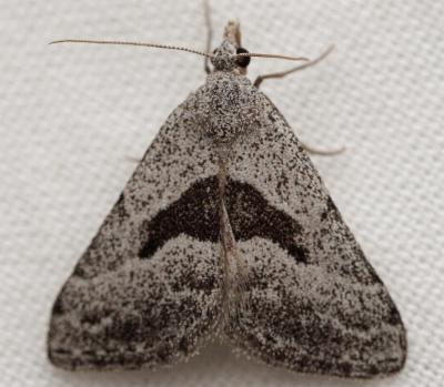 Dichromodes lechria