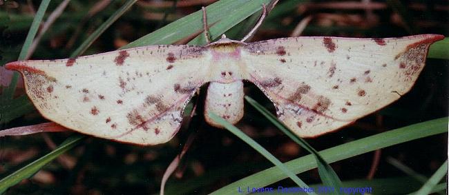 Parepisparis lutosaria