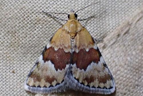 Dichromodes mesoporphyra