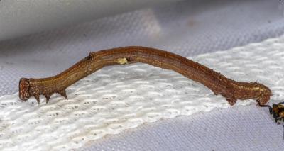 Circopetes obtusata