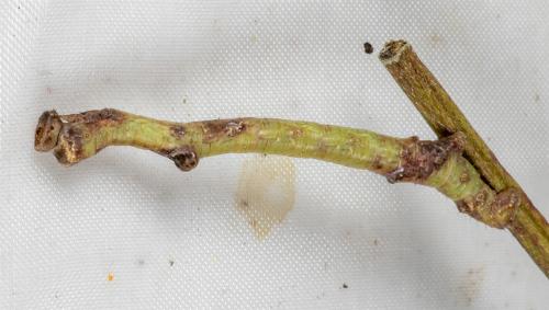 Circopetes obtusata