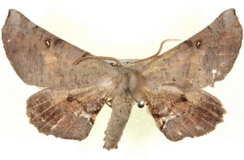 Circopetes obtusata