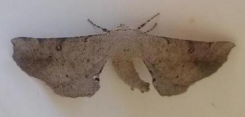 Circopetes obtusata