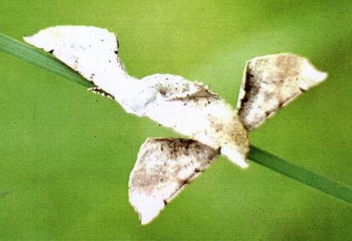 Circopetes obtusata