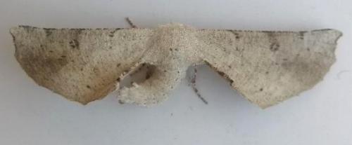 Circopetes obtusata