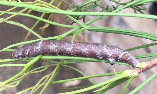 Hypographa phlegetonaria