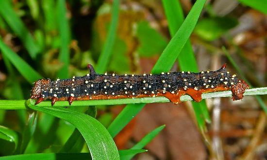 Antictenia punctunculus