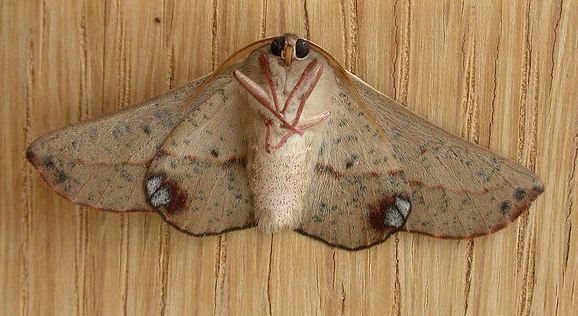 Antictenia punctunculus