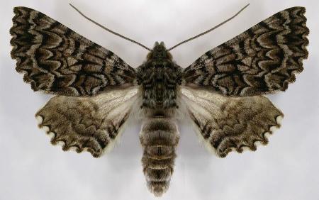 Dinophalus serpentaria