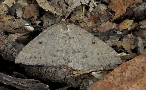 Taxeotis subvelaria