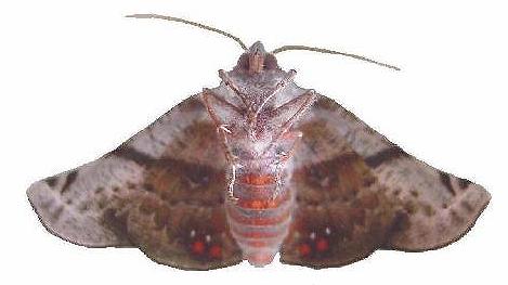 Oenochroma turneri