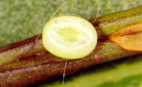 Oenochroma vinaria