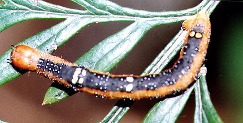 Oenochroma vinaria