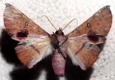 Oenochroma vinaria