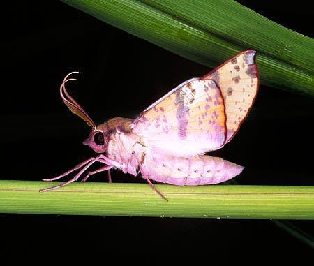 Oenochroma vinaria
