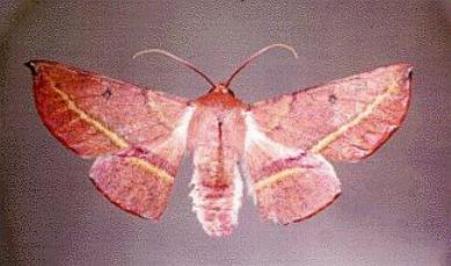 Oenochroma vinaria
