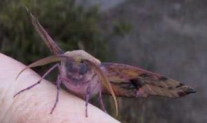 Oenochroma vinaria