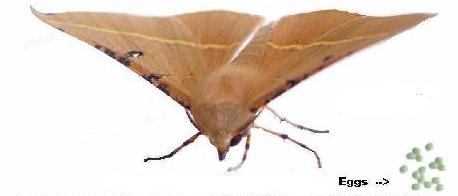 Oenochroma vinaria