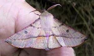 Oenochroma vinaria