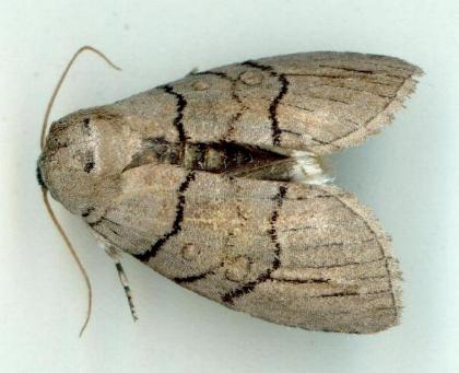 Discophlebia blosyrodes