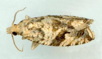 Syntozyga anconia