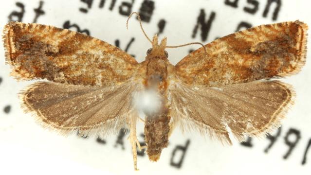 Syntozyga anconia