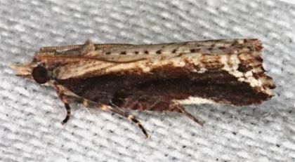 Statherotis euryphaea