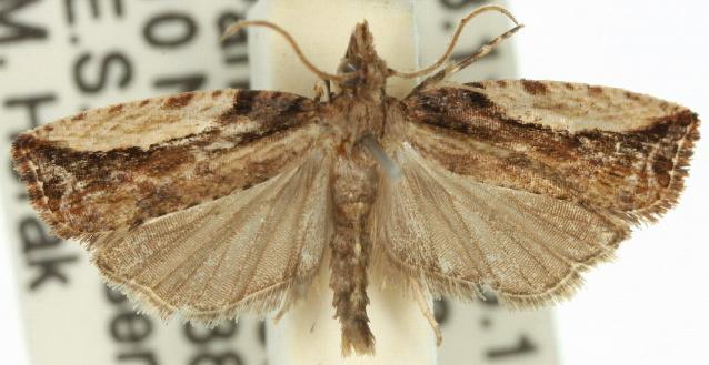 Statherotis euryphaea