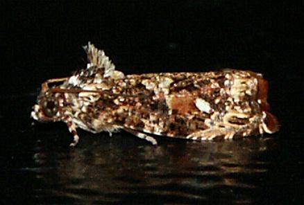 Sycacantha exedra