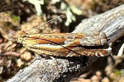 Ancylis himerodana