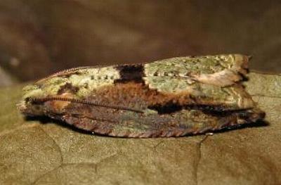 Rhopobota hortaria