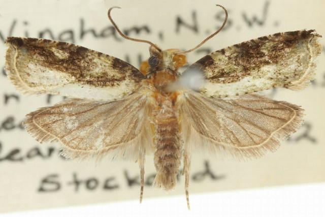 Rhopobota hortaria