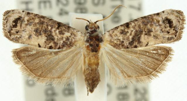 Oriodryas olbophora