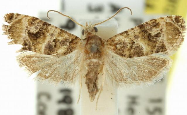 Lobesia physophora