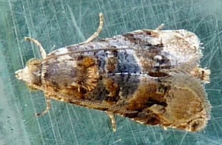 Lobesia physophora