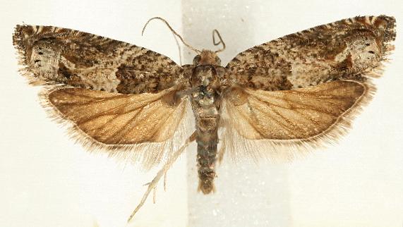 Crocidosema plebejana