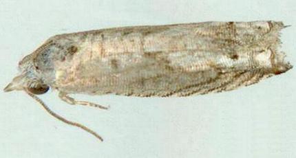 Holocola quietana