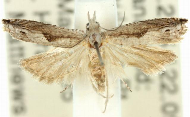 Holocola quietana