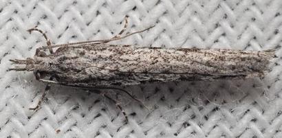 Hermenias rivulifera